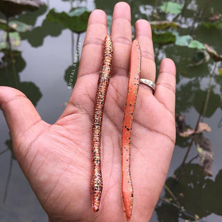 Finesse Worm 5" - Farang Ba Creations