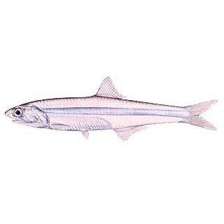 Mjua / Glass Minnows MA