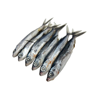 Flying Fish For Bait - Frozen