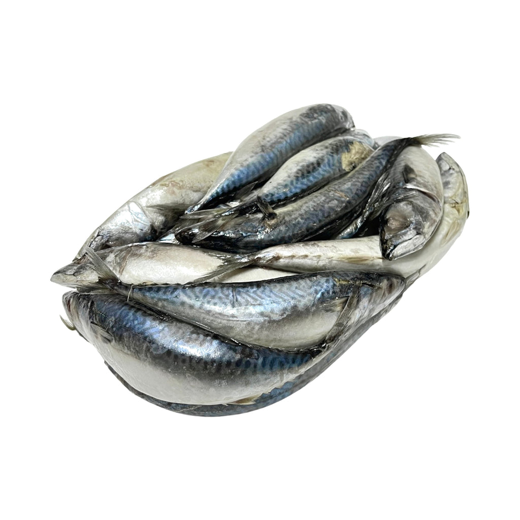 Northern Mackerel lbs Frozen – One Stop Marine - Main Image