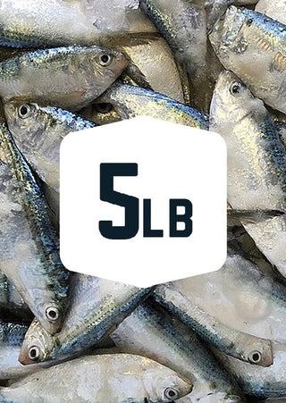 Thread Herring 5 lb - Frozen