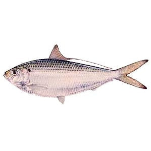 Thread Herring 5 lb - Frozen