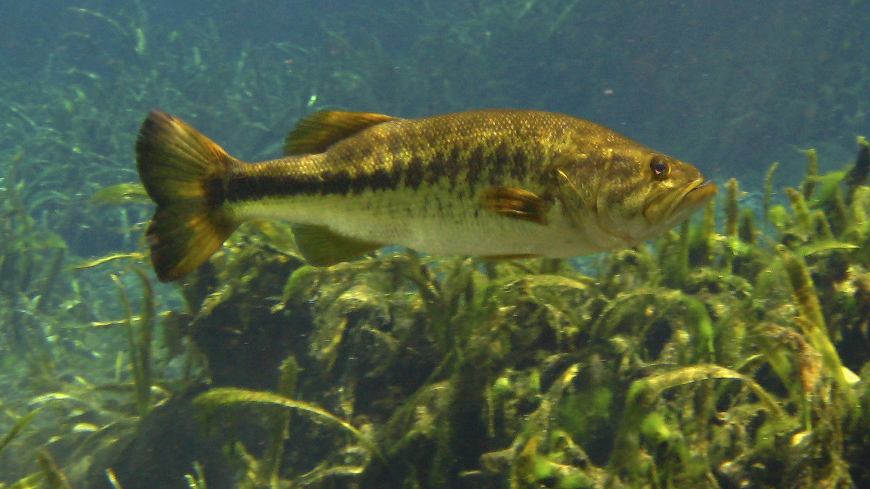 Finding Largemouth Bass & Fishing Techniques