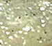 Silver Flake