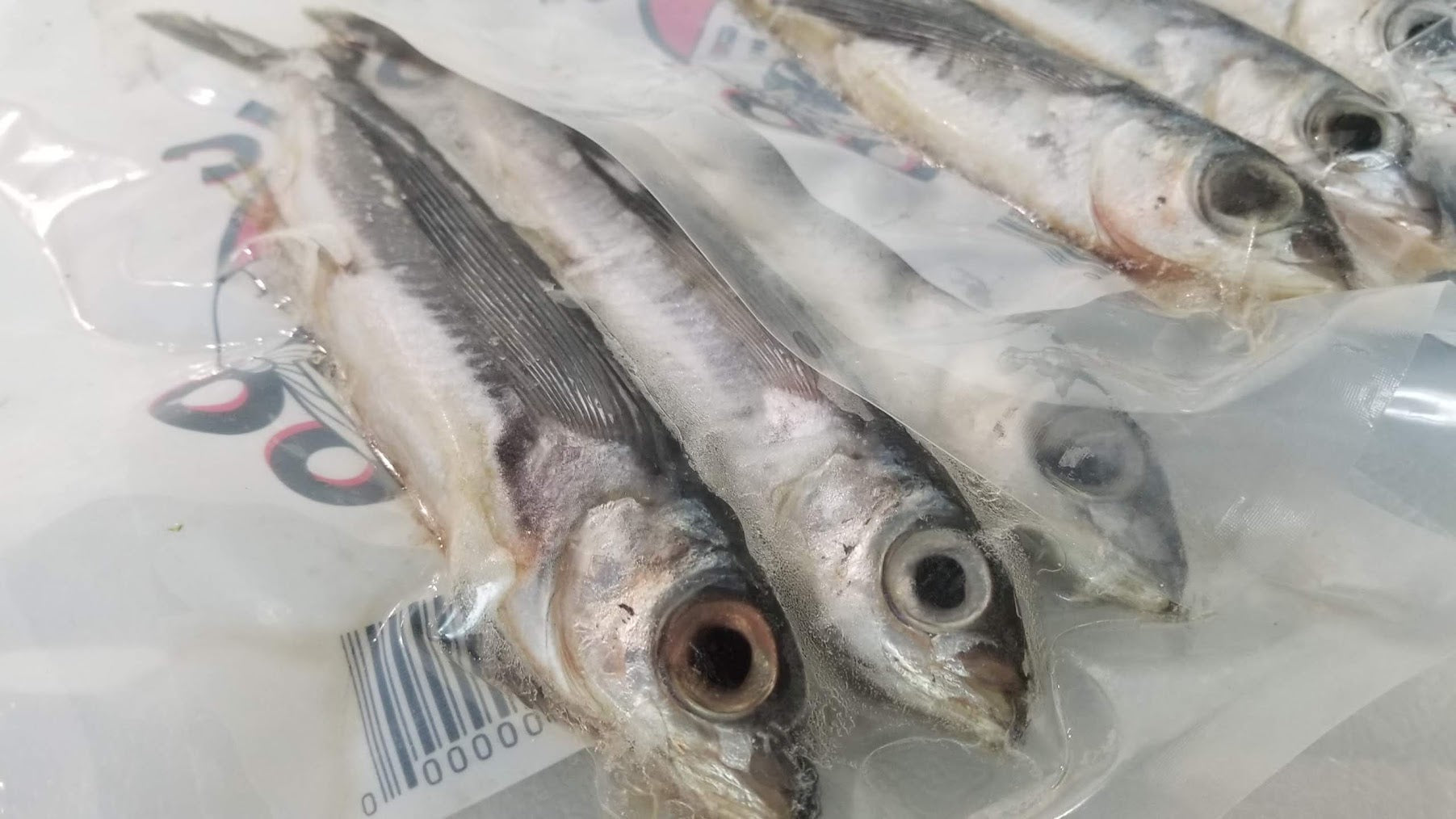 Flying Fish For Bait