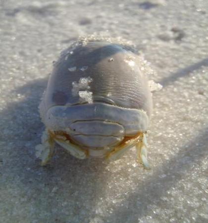 Frozen Sand Fleas