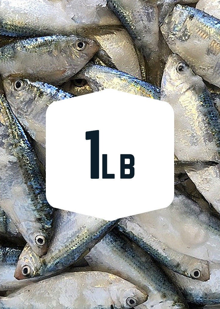 Fresh Bait Never Frozen Fresh Bait Never Frozen